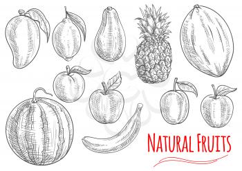 Sketch of fresh fruits with banana, apple, lemon, peach, pineapple, watermelon, plum, mango, melon and avocado fruits. Natural healthy vegetarian dessert, juice, cocktail design