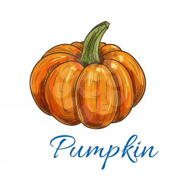 Sweet orange pumpkin vegetable sketch icon of ripe autumn gourd with green thick stem. Organic farming, halloween decoration or vegetarian food design
