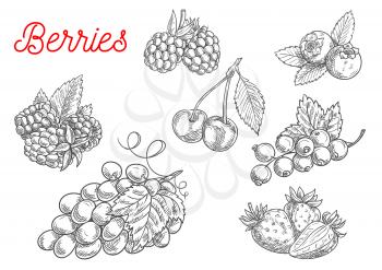 Summer fruit and berry sketch. Fresh raspberry, strawberry, grape, cherry, blackberry, currant and blueberry fruits with leaves for food and agriculture design