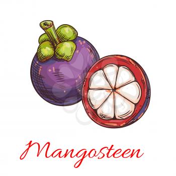 Tropical mangosteen fruit sketch of exotic asian fruit with purple peel and sweet white flesh. Tropical cocktail, dessert, juice menu for cafe and restaurant design