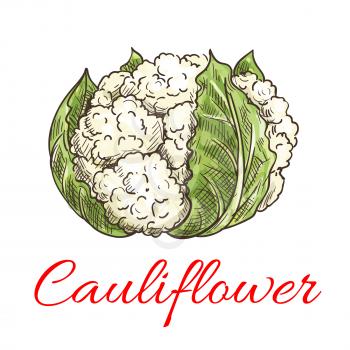 Cauliflower vegetable icon. Isolated leafy cauliflower. Vegetarian fresh food ingredient emblem for sticker, grocery shop, farm store element