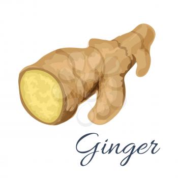 Ginger root isolated icon. Vector ginger spice ingredient for cooking and baking. Emblem design for grocery, spices store and culinary