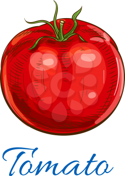 Tomato. Fresh ripe red whole tomato vegetable with leaves. Vector sketch icon. Farm garden vegetarian isolated product element for grocery shop design, tomato ketchup emblem