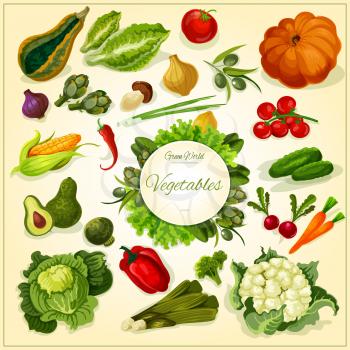 Fresh vegetable poster with tomato and pepper, carrot, broccoli, olive, onion, mushroom and chilli, cucumber and cabbage, lettuce, pumpkin and corn, radish and salads. Food design