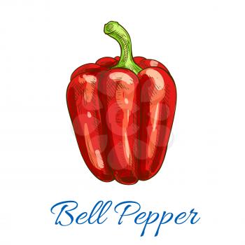 Pepper vegetable icon. Bell pepper vector isolated vegetarian sketch object