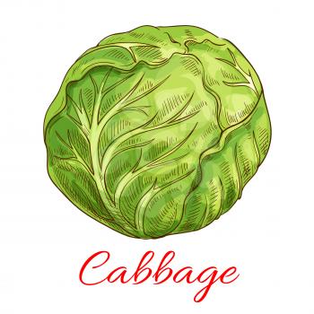 Cabbage vegetable icon. Vector isolated sketch vegetable object. Vegetarian and vegan cuisine. Whole veggie leafy kale cabbage. Symbol for grocery store, farmer market. Vegetables ripe farming harvest