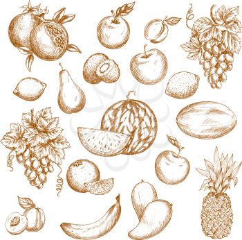 Fruit sketch set. Apple, orange, grape, banana, pineapple, mango, peach, plum, lemon, watermelon, pear, kiwi, melon, pomegranate, apricot, lime fruits for food, drink, vegetarian dessert recipe design