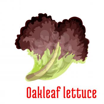 Red oakleaf lettuce vegetable greens cartoon icon with fresh leaf of lettuce salad. Vegetarian salad recipe, cookbook, healthy food themes design