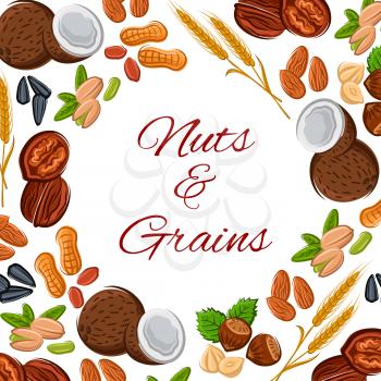 Nuts and grain of plant seeds, cereals kernels, coconut, almond and pistachio, wheat, oat or rye ears, sunflower or pumpkin seed, peanut and cashew, hazelnut, walnut and legume bean or pea pod. Vector