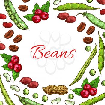 Beans and nuts poster. Vector fresh and roasted coffee beans, nutritious dried peanuts in shell, legume beans, green peas pods. Vegetarian and vegan vegetable food nutrition of plants seeds in round s