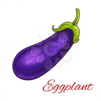 Eggplant vegetable icon. Sketch of farm agriculture vegetable aubergine, brinjal or guinea squash. Vector isolated object for vegetarian and vegan cuisine design, grocery store or farmer market
