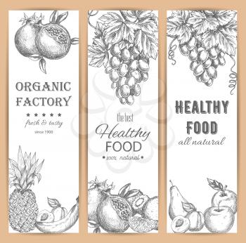 Sketched fresh garden fruit banners. Fresh pomegranate or garnet, healthy apricot and citrus orange, grapes branch and banana, pineapple or ananas and kiwi, pear and apple. Vegetarian dessert menu, ag