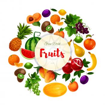 Fruits poster. Vector garden white and red grape and pomegranate, juicy watermelon and watermelon, exotic pineapple, kiwi and mango, banana, orange and citrus lemon or lime, peach or apricot and plum.