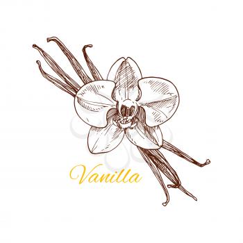 Vanilla sketch icon. Vector isolated flavoring plant flower with dried fruits. Herbal aromatic spice for chocolate or dessert culinary condiment, perfumery or essential oil aroma extract ingredient