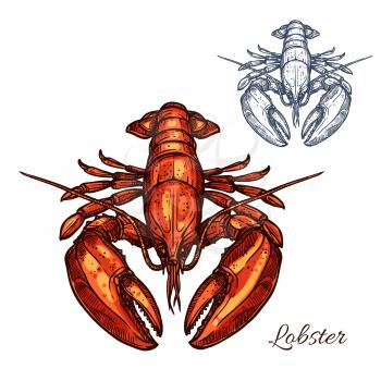 Lobster isolated sketch. Red marine crustacean with large claws. Seafood restaurant menu, fish market, healthy food themes design