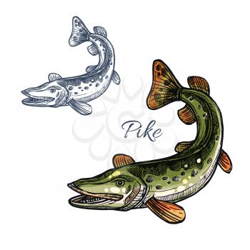 Pike sketch vector fish icon. Fresh water lake fish species of blue walleye or characin. Isolated symbol for seafood restaurant sign or emblem, fishing nature club or fishery industry