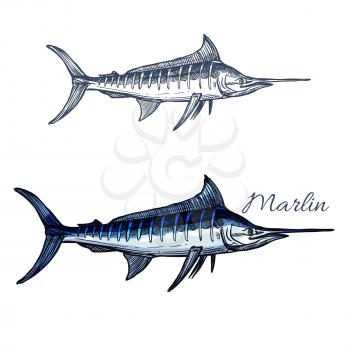 Marlin sketch vector fish icon. Ocean or sea fish species of blue sailfish or billfish. Isolated symbol for seafood restaurant sign or emblem, fishing sport club or fishery industry, fish market or sh