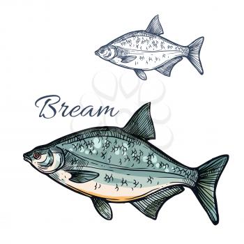 Bream sketch vector fish. Freshwater marine fish species of sea porgy or pomfret. Isolated symbol for seafood restaurant sign or emblem, fishing sport club or fishery industry, fish market or shop