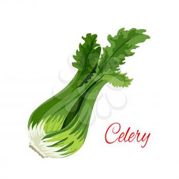 Celery bunch vector icon. Herbal spice plant or green herb of for cooking and culinary condiment, fresh organic juice, salad dressing or flavoring ingredient. Isolated plant branch