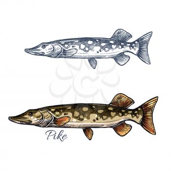 Pike fish isolated sketch. Northern pickerel, freshwater predator with long head and light spots on flanks. Fishing sport, fish market, food theme design