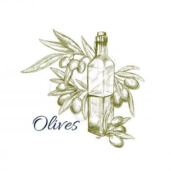 Olive oil with fresh fruit sketch symbol. Glass bottle of natural organic olive oil with branches of olive tree and fruit. Healthy vegetarian food, oil label, mediterranean cuisine theme design