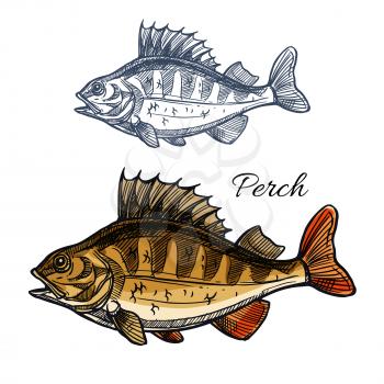 Perch fish sketch. Bass freshwater predatory game-fish with spiny dorsal fin isolated symbol. Fishing sport badge, fishery industry, fish market and seafood menu design