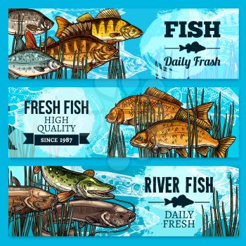 Fresh fish sketch banners for sea food restaurant or market store. Vector set of fisherman catch carp and pike, fresh sheatfish or catfish, river crucian and flounder and salmon or trout