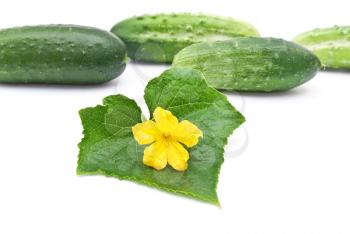 Royalty Free Photo of Cucumbers with Flowers
