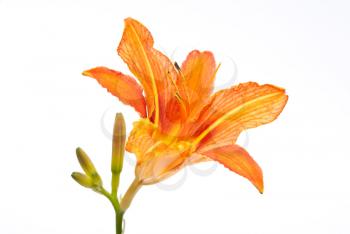 Royalty Free Photo of a Lily