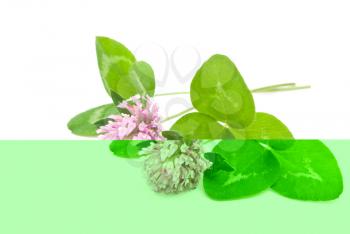 Royalty Free Photo of Herbal Medicine: Red Clover