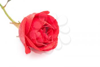 Royalty Free Photo of a Red Rose