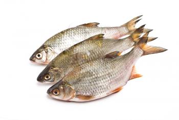 Royalty Free Photo of Carps