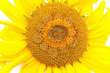 Royalty Free Photo of a Sunflower