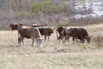 Royalty Free Photo of Cows