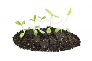 young sunflowers sprouts in the soil isolated over white 