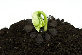 Royalty Free Photo of Bean Seeds Germinating Shot