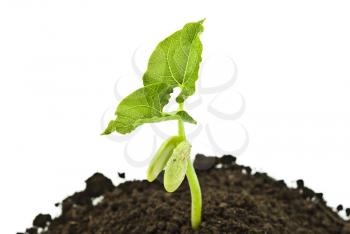 Royalty Free Photo of Bean Seeds Germinating Shot