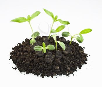 Royalty Free Photo of Sunflower Sprouts in Soil