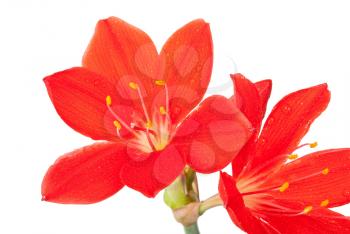 Royalty Free Photo of a Red Lily