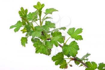 Royalty Free Photo of Gooseberry Branch