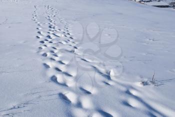 Royalty Free Photo of Traces on Snow