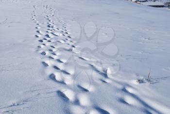 Royalty Free Photo of Traces on Snow