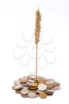 Wheat growing from pile of coins 