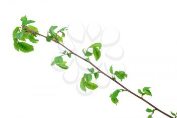 Branch of elm tree with spring buds on white background 