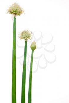 Royalty Free Photo of Allium Onion Flowers 