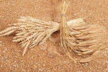 Sheaves of wheat on the background of wheat grains