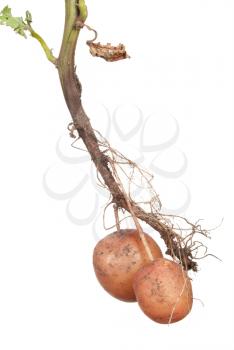 Potato root