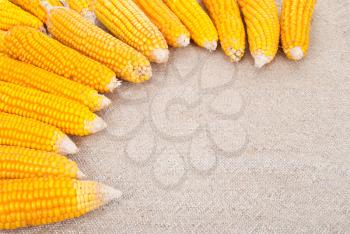 Ripe ears of corn on a background of burlap