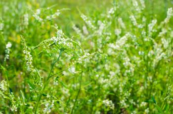 Medicinal plant: White sweet clover