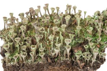Lichen: Cladonia fimbriata